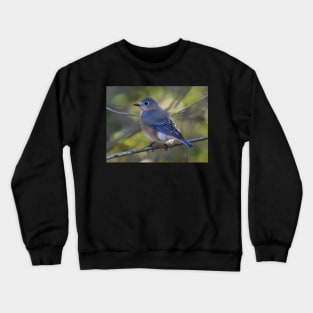 Female Eastern Bluebird Crewneck Sweatshirt